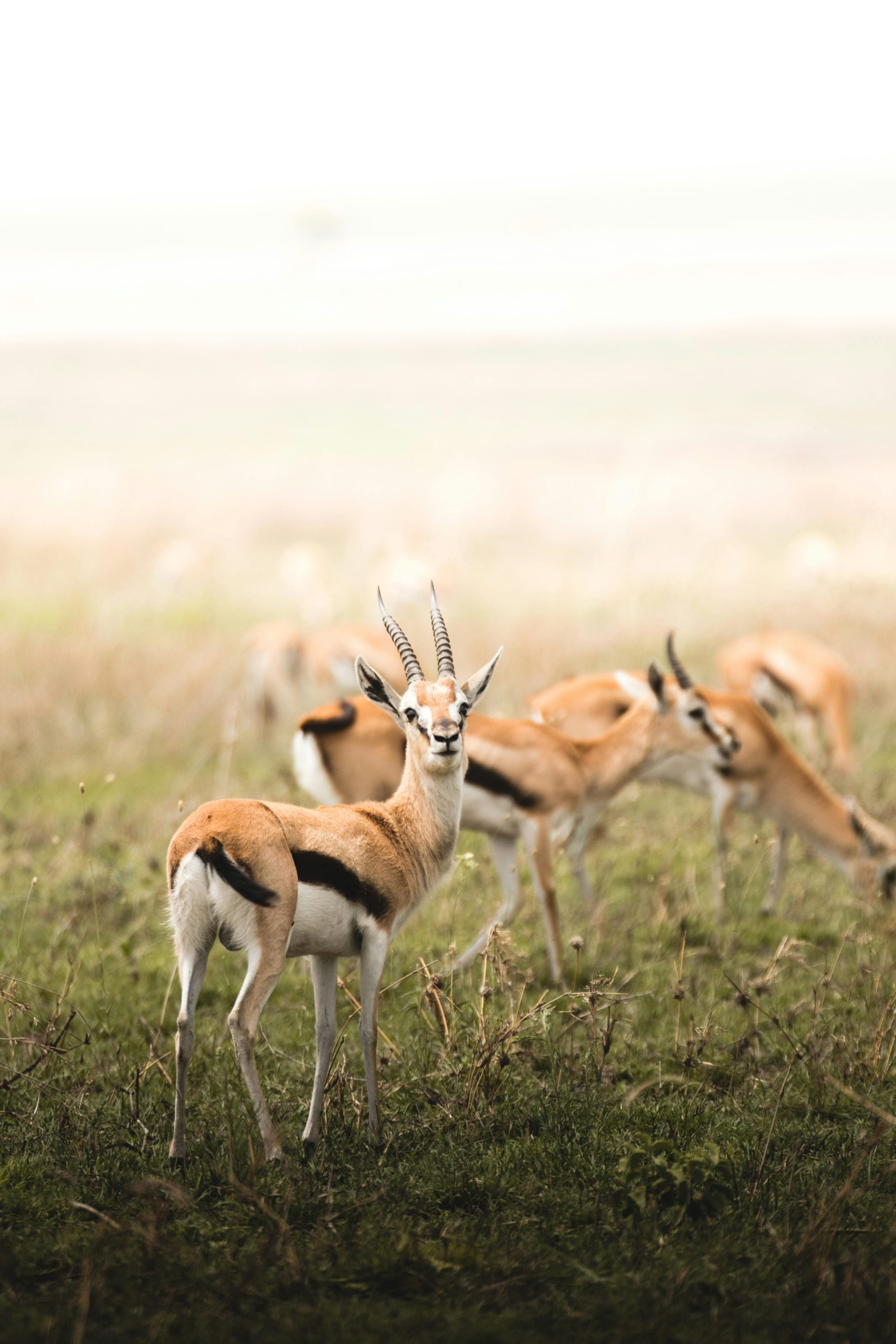 Beautiful Thomson's gazelles grazing in the Serengeti, showcasing wildlife in Tanzania.