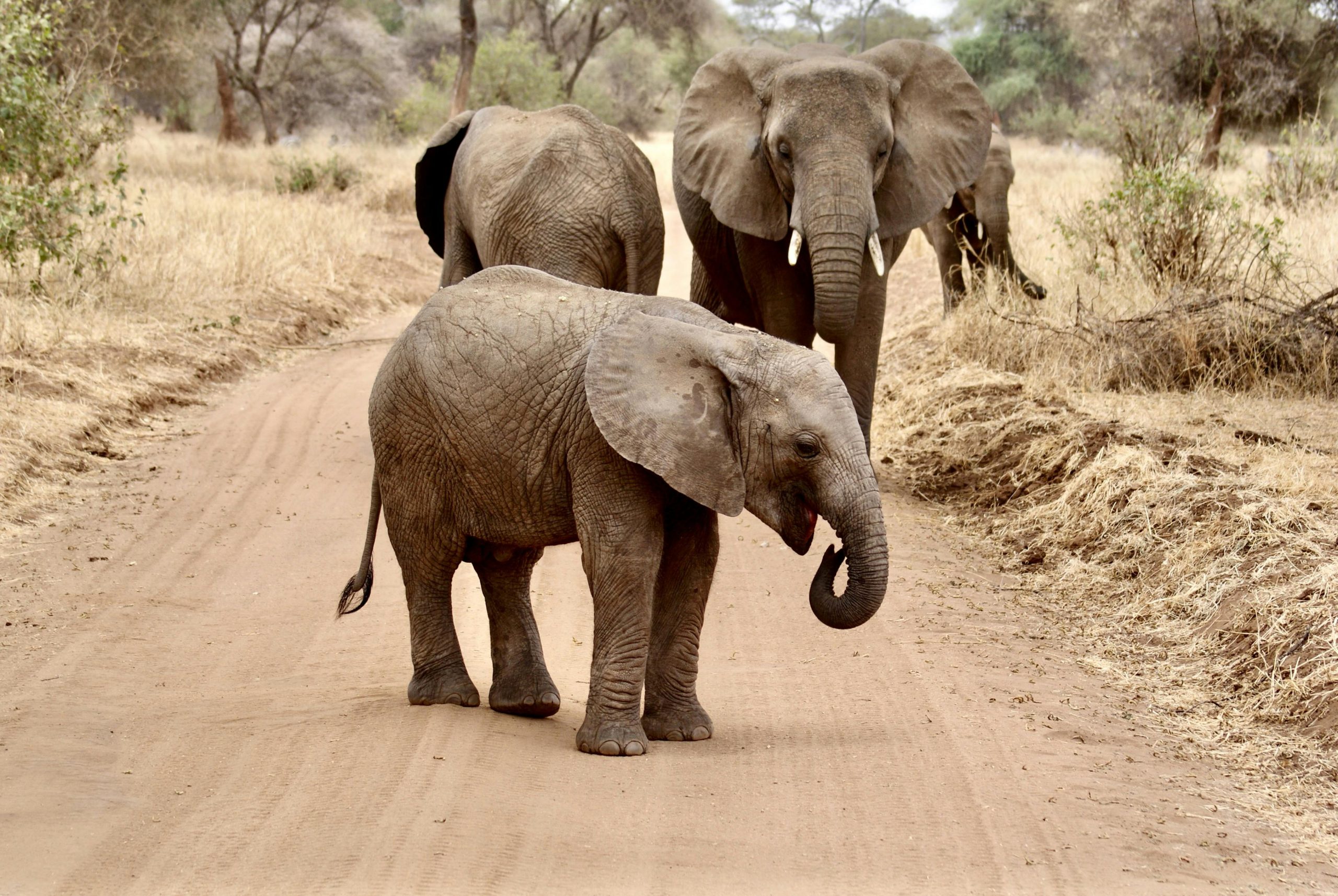 A group of African elephants including a calf walking on a rural dirt road in the savanna.