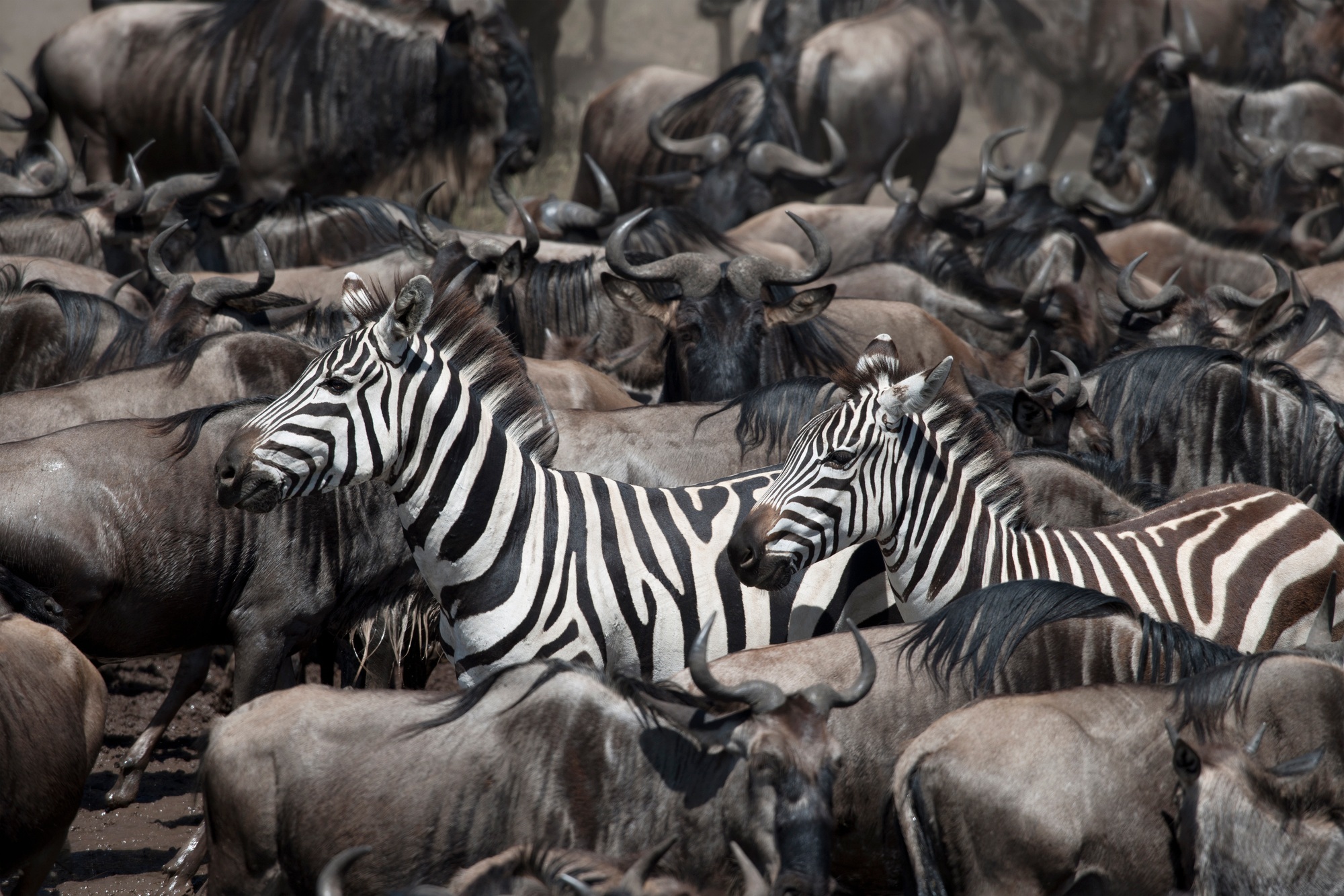 Wildebeest and Zebras at the Serengeti National Park, Tanzania, Africa