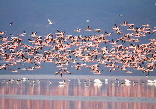 Flock of pink flamingos from Lake Manyara, Tanzania Flock of pink flamingos from Lake Manyara, Tanzania