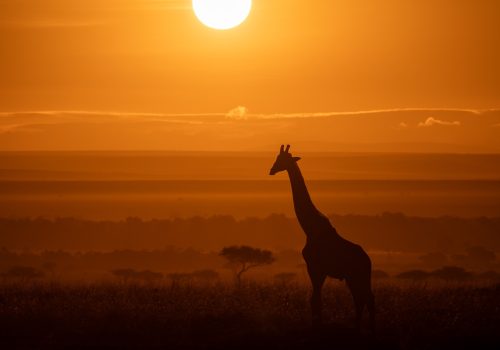 Giraffe on Safari in Africa Giraffe on Safari in Africa