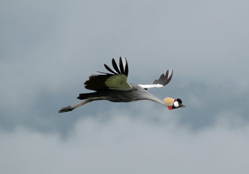 Grey Crowned Crane in-flight in Ngorongoro Crater Grey Crowned Crane in-flight in Ngorongoro Crater