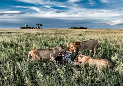 Male and female lions eating zebras in Serengeti National Park Male and female lions eating zebras in Serengeti National Park
