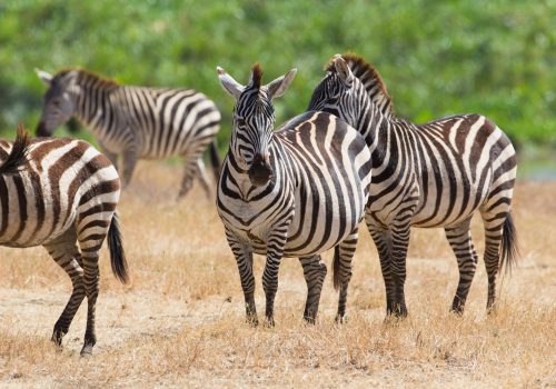 Zebras in Ngorongoro Zebras in Ngorongoro